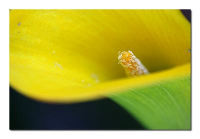 yellow Calla Lily