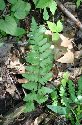 Crested fern