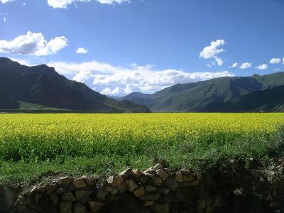 Mustard Fields - Near Llhasa