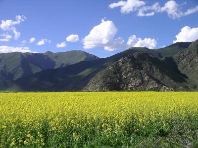 Mustard Fields - Near Llhasa