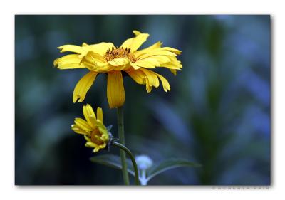 False Sunflower