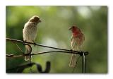 Two Friends