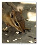 Chipmunk