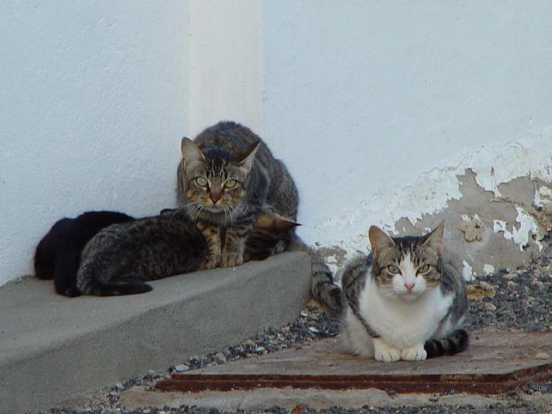 Still drinking from their mother