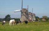 Three mills with cows