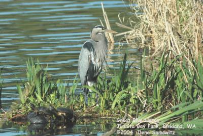 Great Blue Heron 0795.jpg