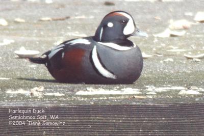 Harlequin Duck 1186.jpg