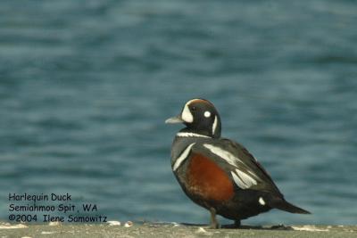 Harlequin Duck 1203.jpg