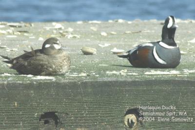 Harlequin Ducks 1185.jpg