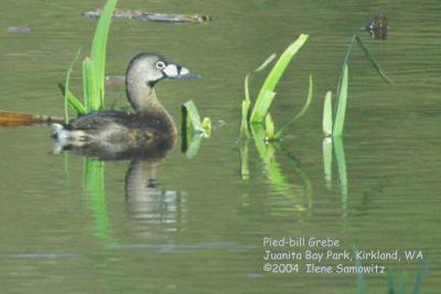 Pied-bill Grebe 0787.jpg