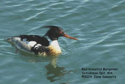 Red-breasted Merganser 1155.jpg