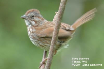 Song Sparrow 4776