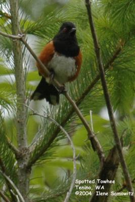 Spotted Towhee 4771.jpg