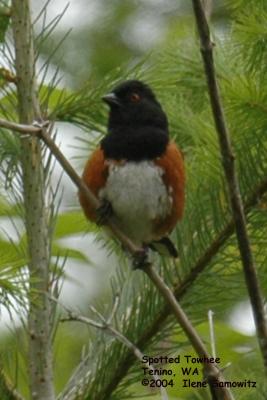 Spotted Towhee 4772.jpg