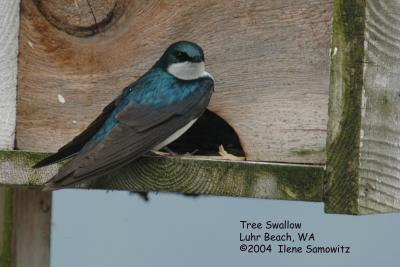 Tree Swallow 4829.jpg