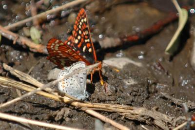 Chalcedona Checkerspot, Dottted Blue 5170.jpg