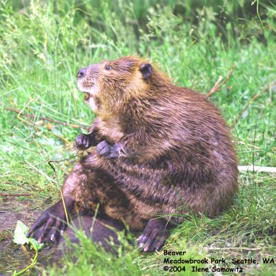 Beaver 4676.jpg