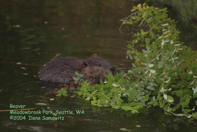 Beaver eating 4711 .jpg