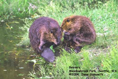 Beavers Grooming 4673.jpg