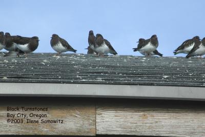 black turnstones C1387.jpg