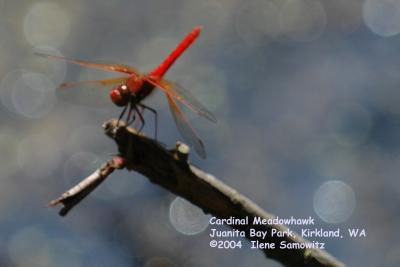 Cardinal Meadowhawk 5056.jpg