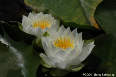 Water Lilies 5019.jpg