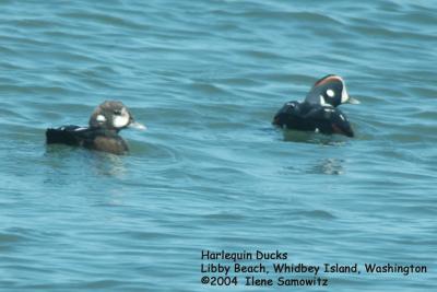 Harlequin Ducks 1221.jpg