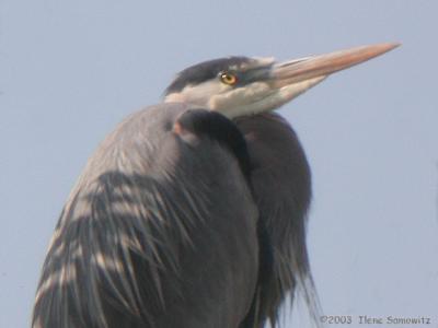 u47/rockawaybirder/medium/34101726.GreatBlueHeronKenmoreDSCN1716.jpg