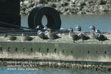 Harlequin Ducks1218.jpg