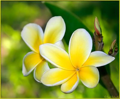 Plumeria