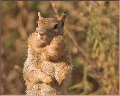 u47/rod_ostoski/medium/33996578.squirrel_mouthfull.jpg