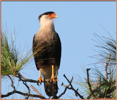 u47/rod_ostoski/medium/39972292.CaracaraPerched.jpg