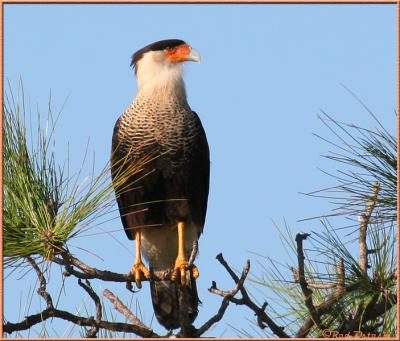 Caracara Perched