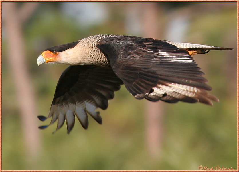 Caracara in-flight 8143