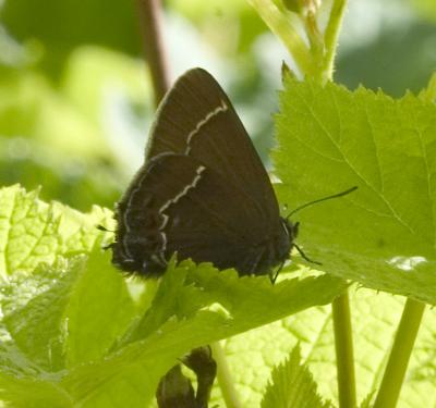 Johnson's hairstreak