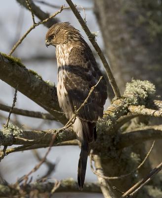 Cooper's Hawk