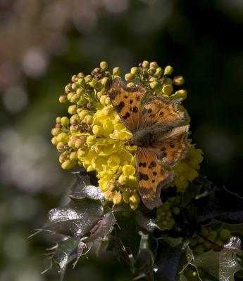 Satyr Anglewing  (Polygonia satyrus)