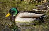 Mallard (M)