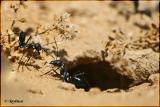 Desert ant (Cataglyphis sp.)