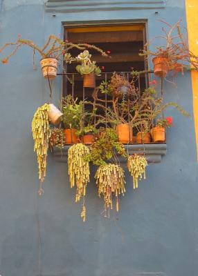 San Miguel de Allende 8