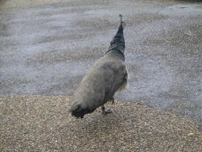LNDN0487.JPG