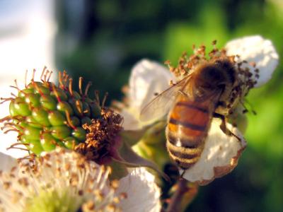 Bee 1