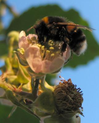Bee 3