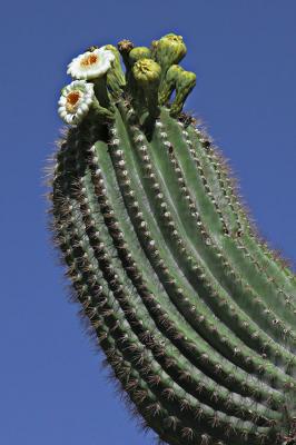 Cactus flowers and buds