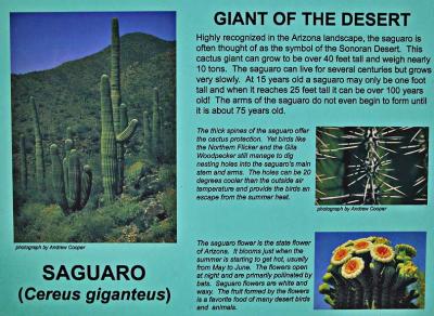 About saguaros