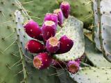 Cactus fruit