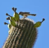 Cactus wren at lunch