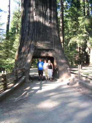Supposedly a famous drive through tree...as long as you drive a Mini Cooper!!  We laughed after paying $3 to not drive through