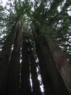Looking up