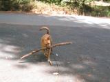 Millie and her stick